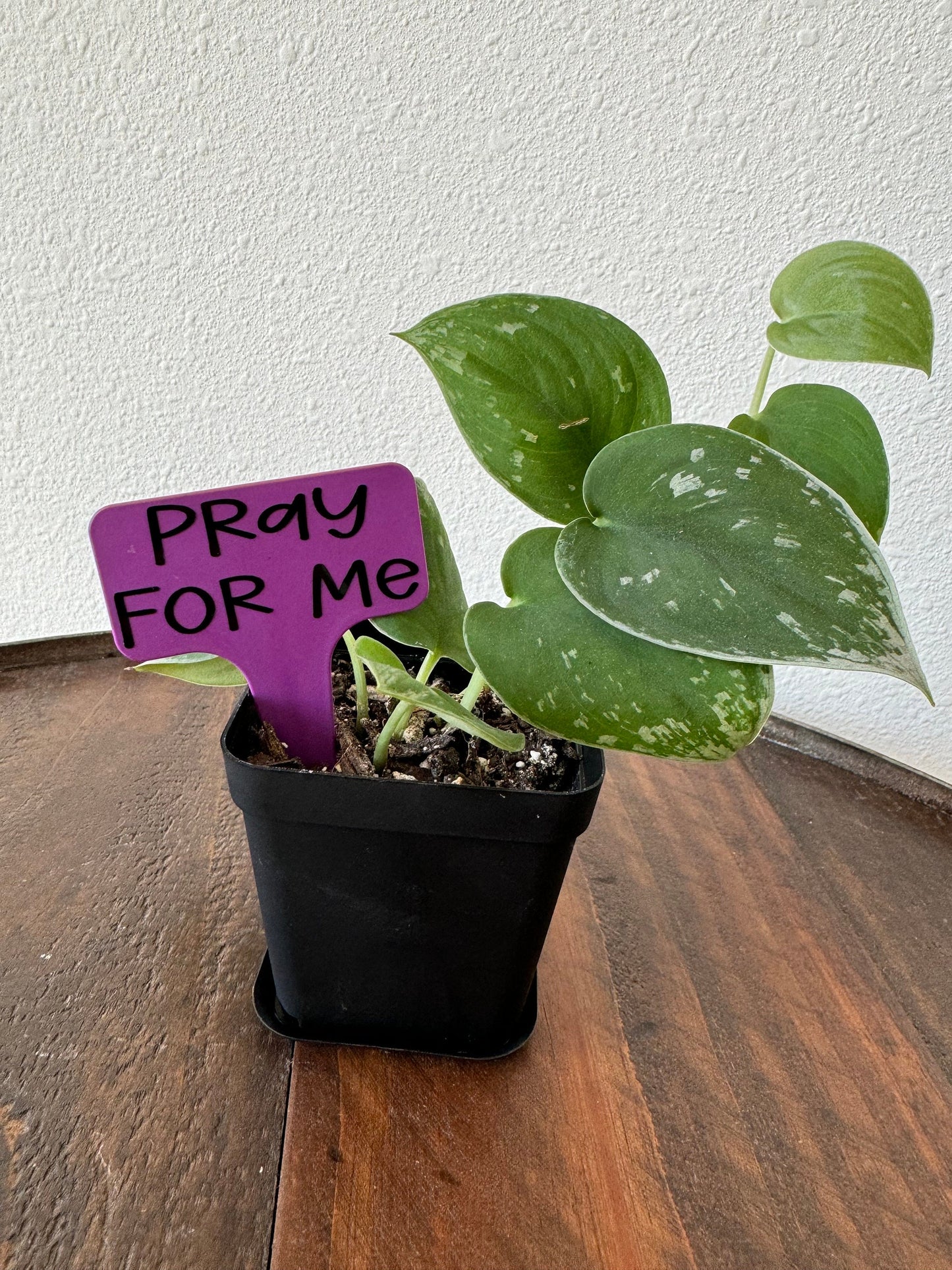 Funny Plant Stakes, Indoor Plant Markers, Plastic Plant Tags