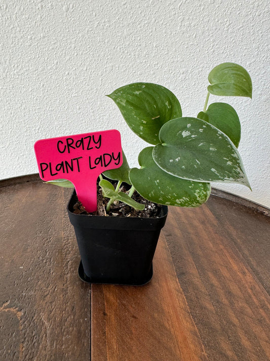 Funny Plant Stakes, Indoor Plant Markers, Plastic Plant Tags