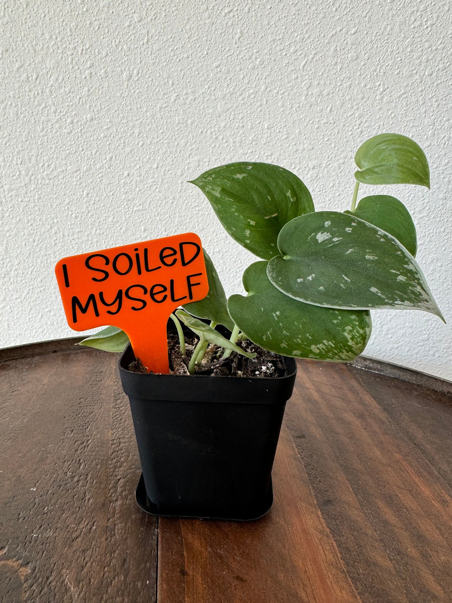 Funny Plant Stakes, Indoor Plant Markers, Plastic Plant Tags