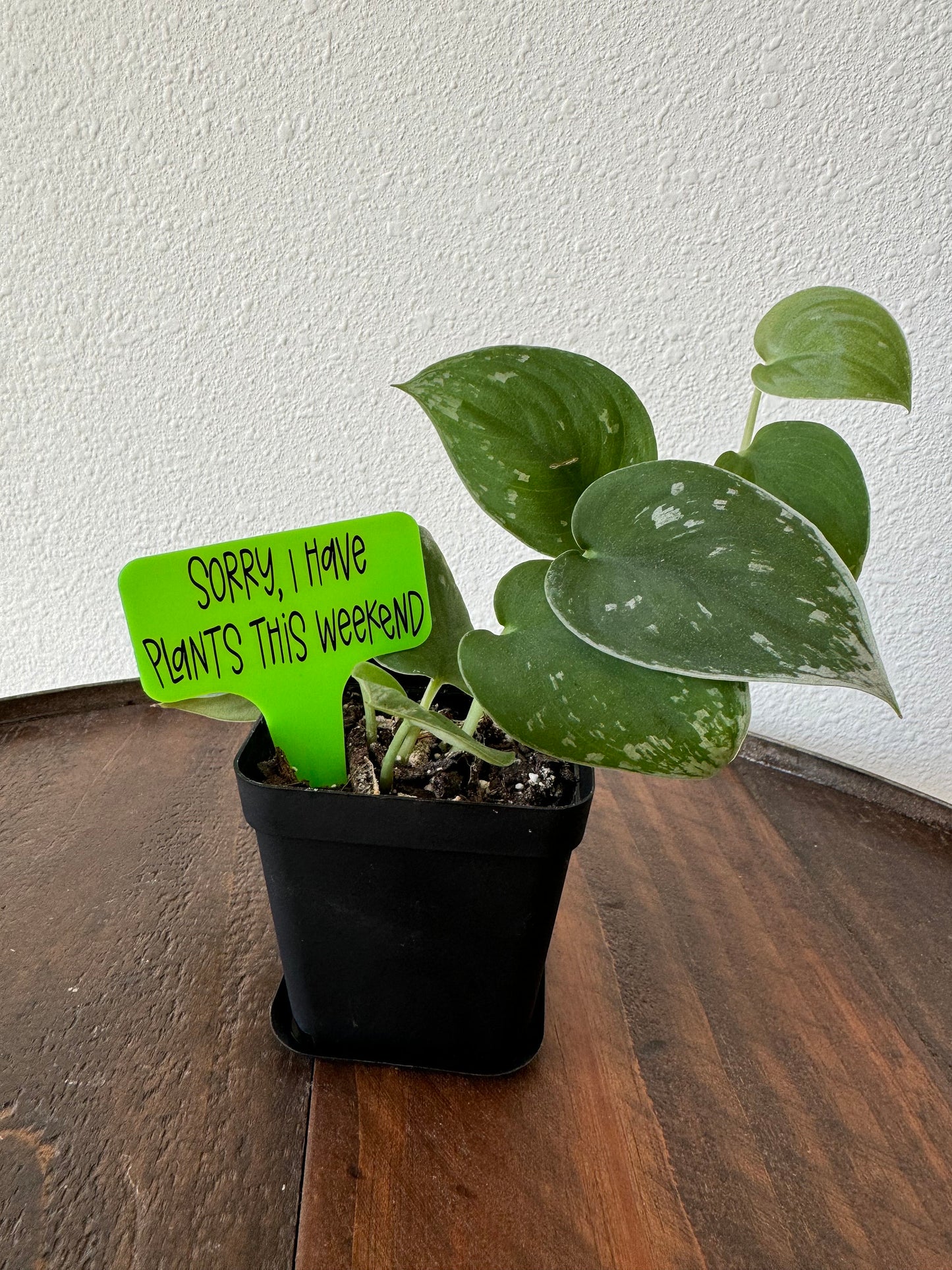 Funny Plant Stakes, Indoor Plant Markers, Plastic Plant Tags