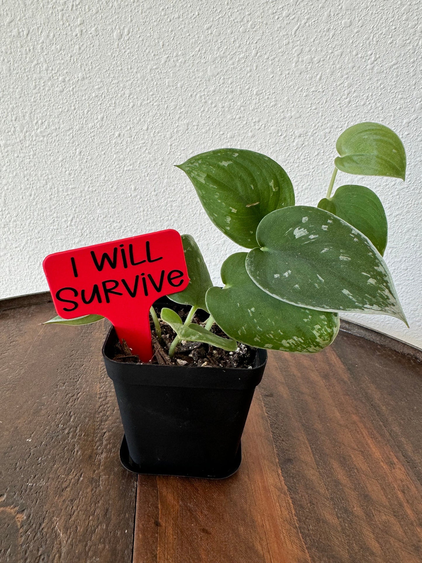 Funny Plant Stakes, Indoor Plant Markers, Plastic Plant Tags