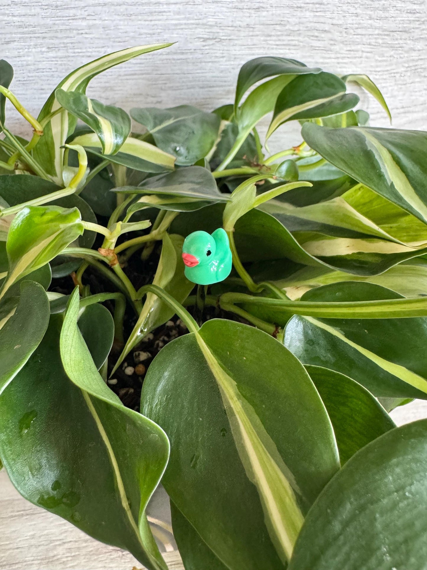 Plant Buddy Small Duck - Plant Stake 4” plant decoration