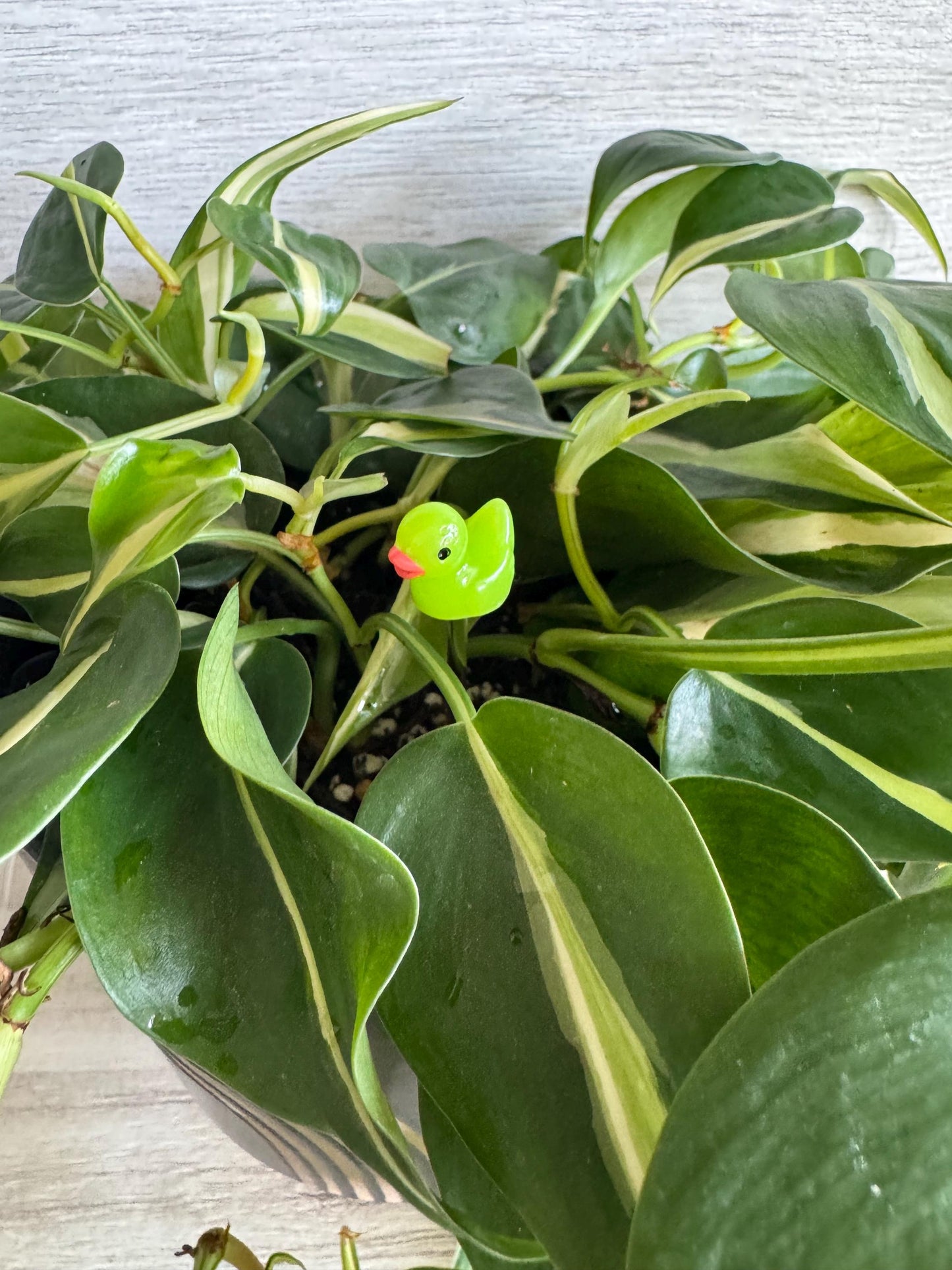 Plant Buddy Small Duck - Plant Stake 4” plant decoration