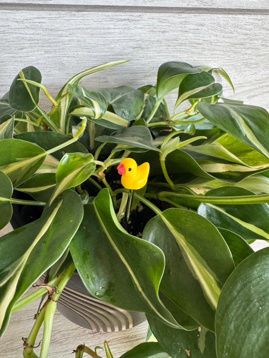 Plant Buddy Small Duck - Plant Stake 4” plant decoration