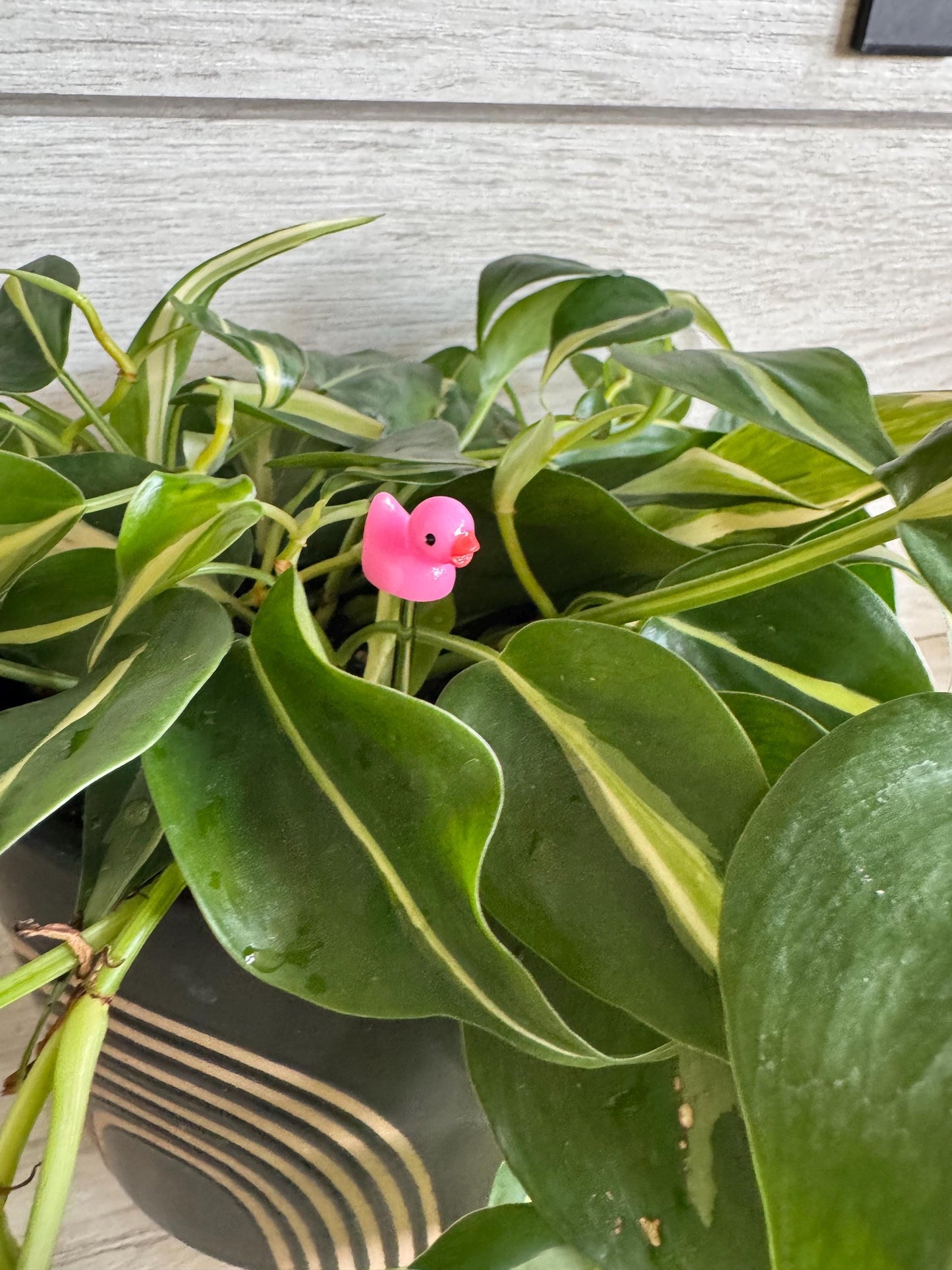 Plant Buddy Small Duck - Plant Stake 4” plant decoration
