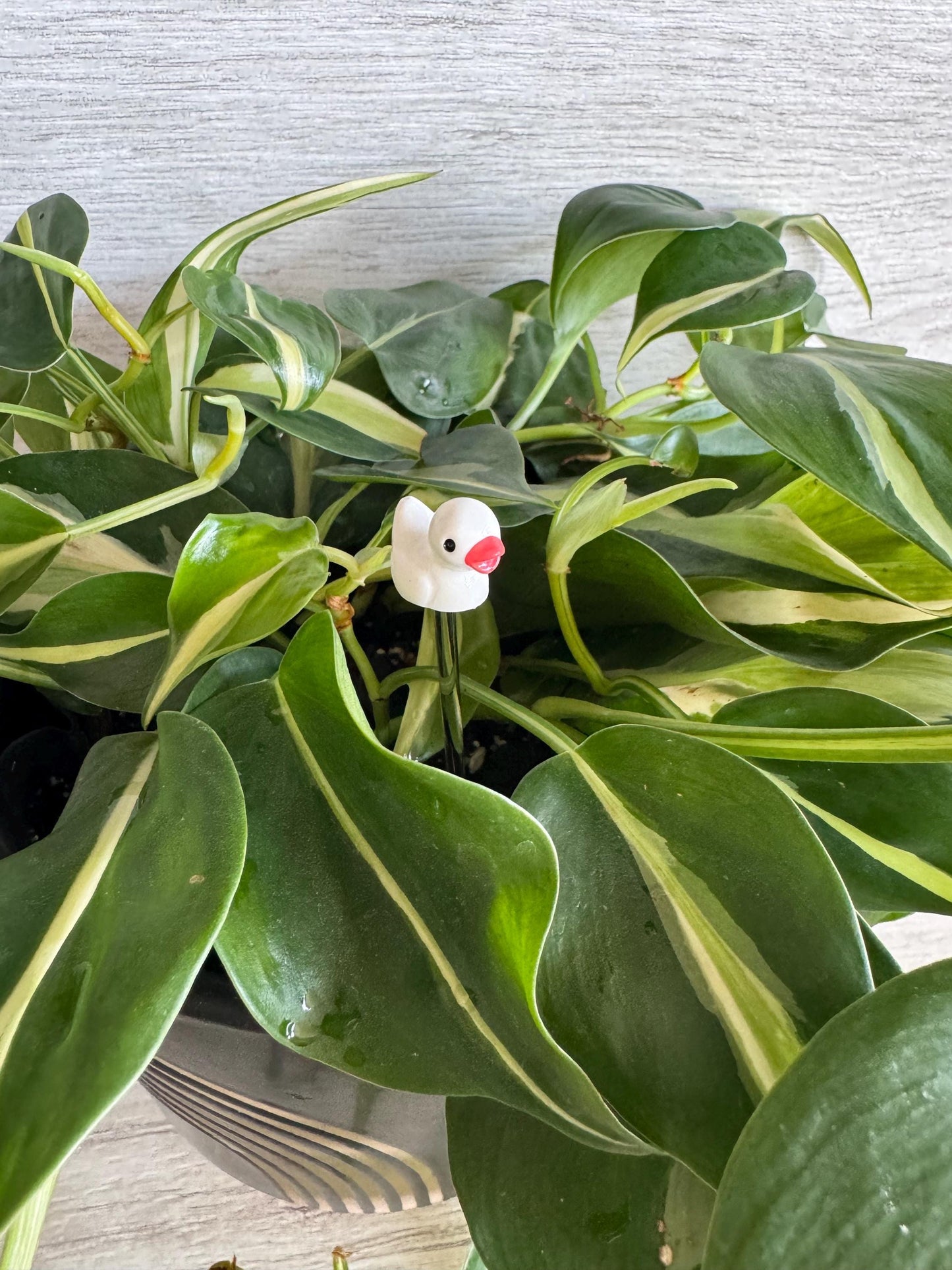 Plant Buddy Small Duck - Plant Stake 4” plant decoration
