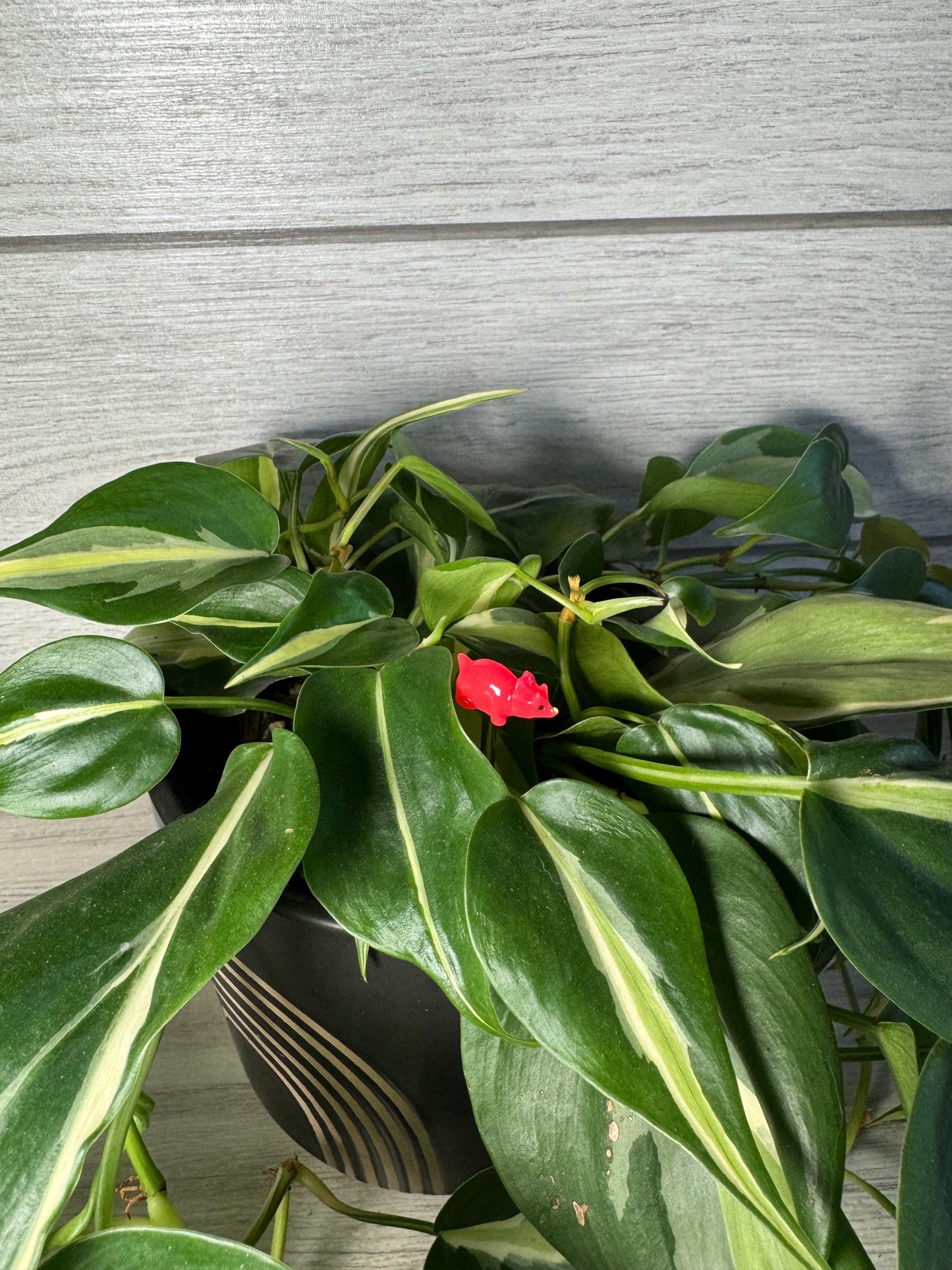 Plant Buddy - Small Dinosaurs & Chameleons - Plant Stake 4" Plant Decoration