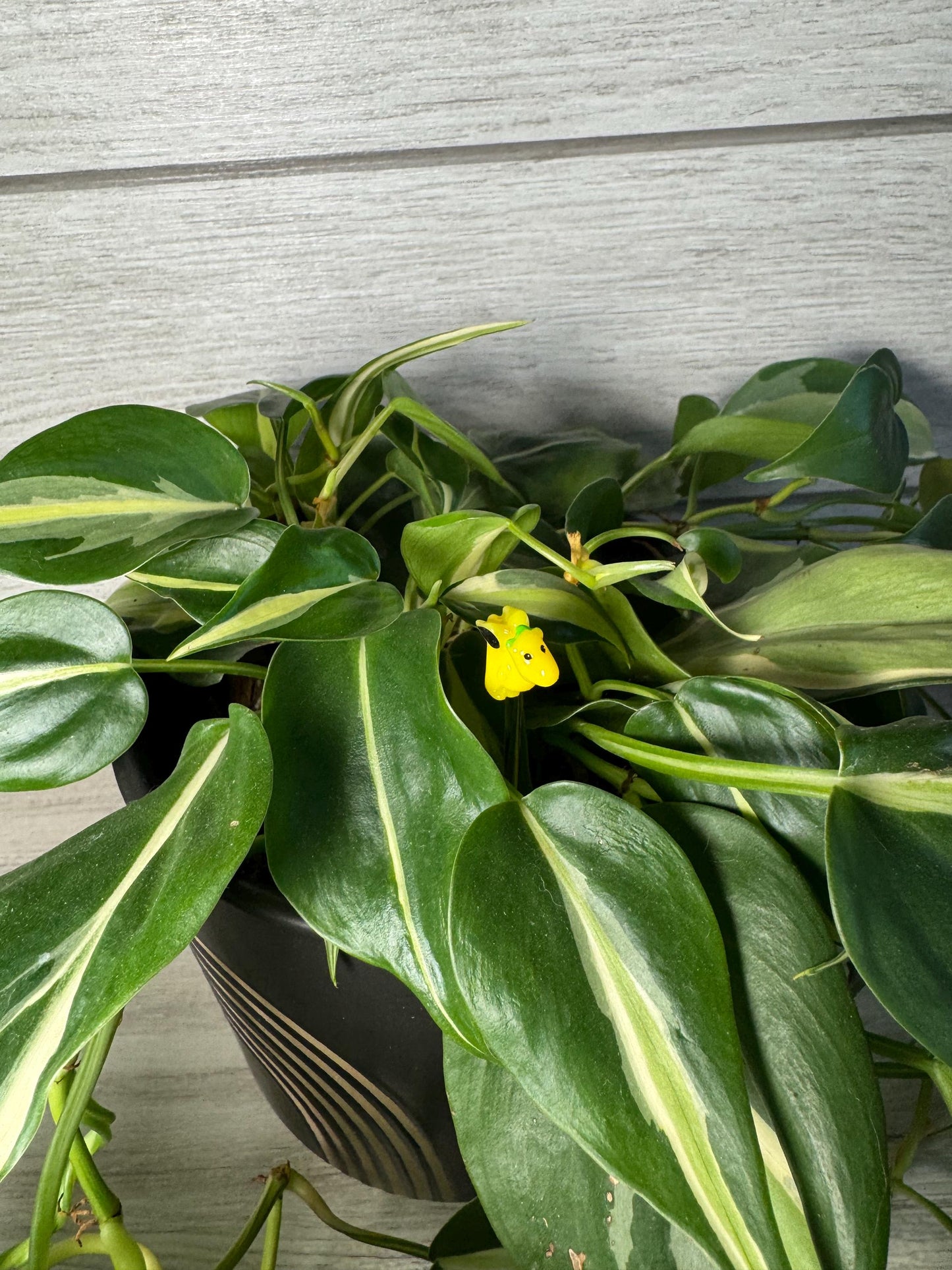 Plant Buddy - Small Dinosaurs & Chameleons - Plant Stake 4" Plant Decoration