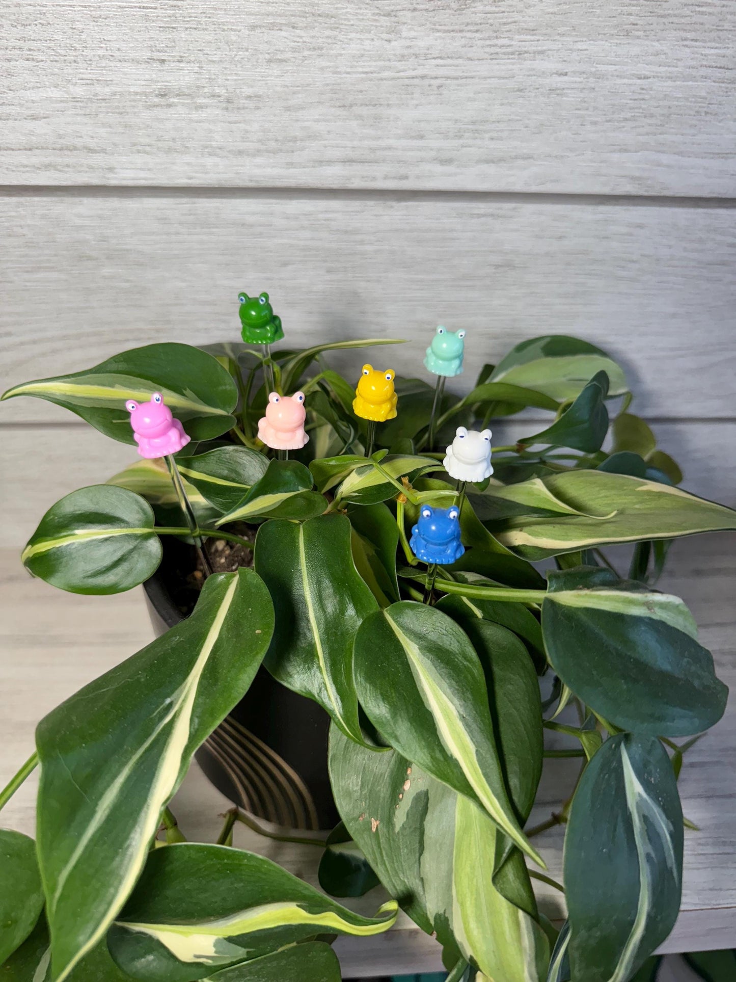 Plant Buddy - Frogs & Pigs - Plant Stake 6" Plant Decoration
