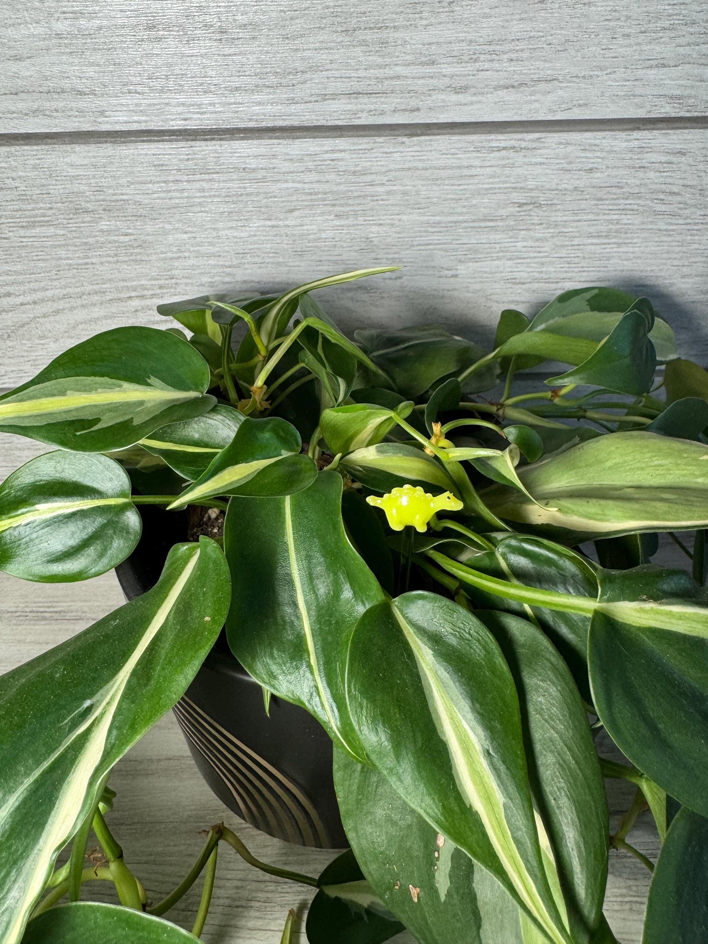 Plant Buddy - Small Dinosaurs & Chameleons - Plant Stake 4" Plant Decoration