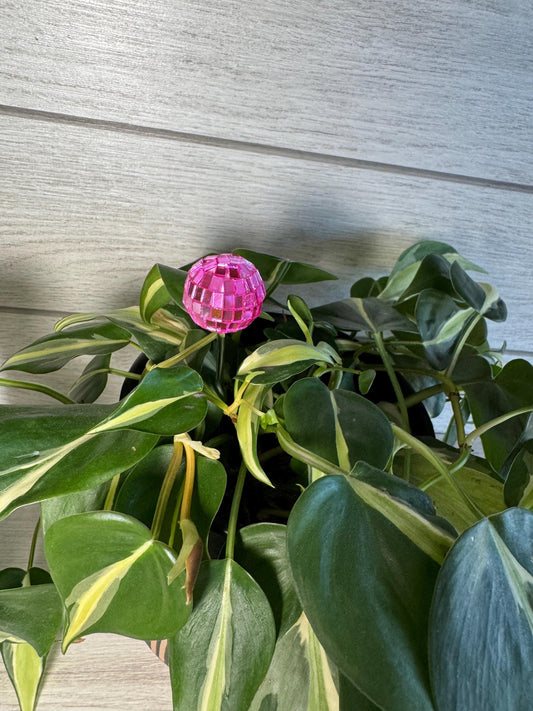 Plant Buddy - Valentines Day - Plant Stake 6" Plant Decoration