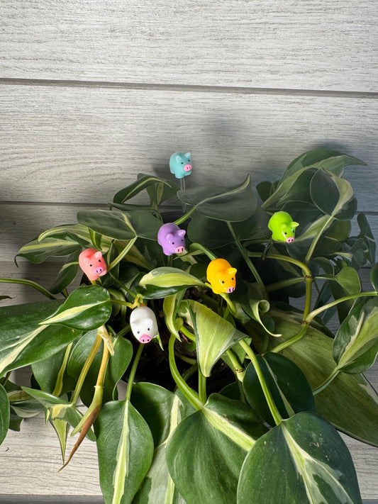 Plant Buddy - Frogs & Pigs - Plant Stake 6" Plant Decoration