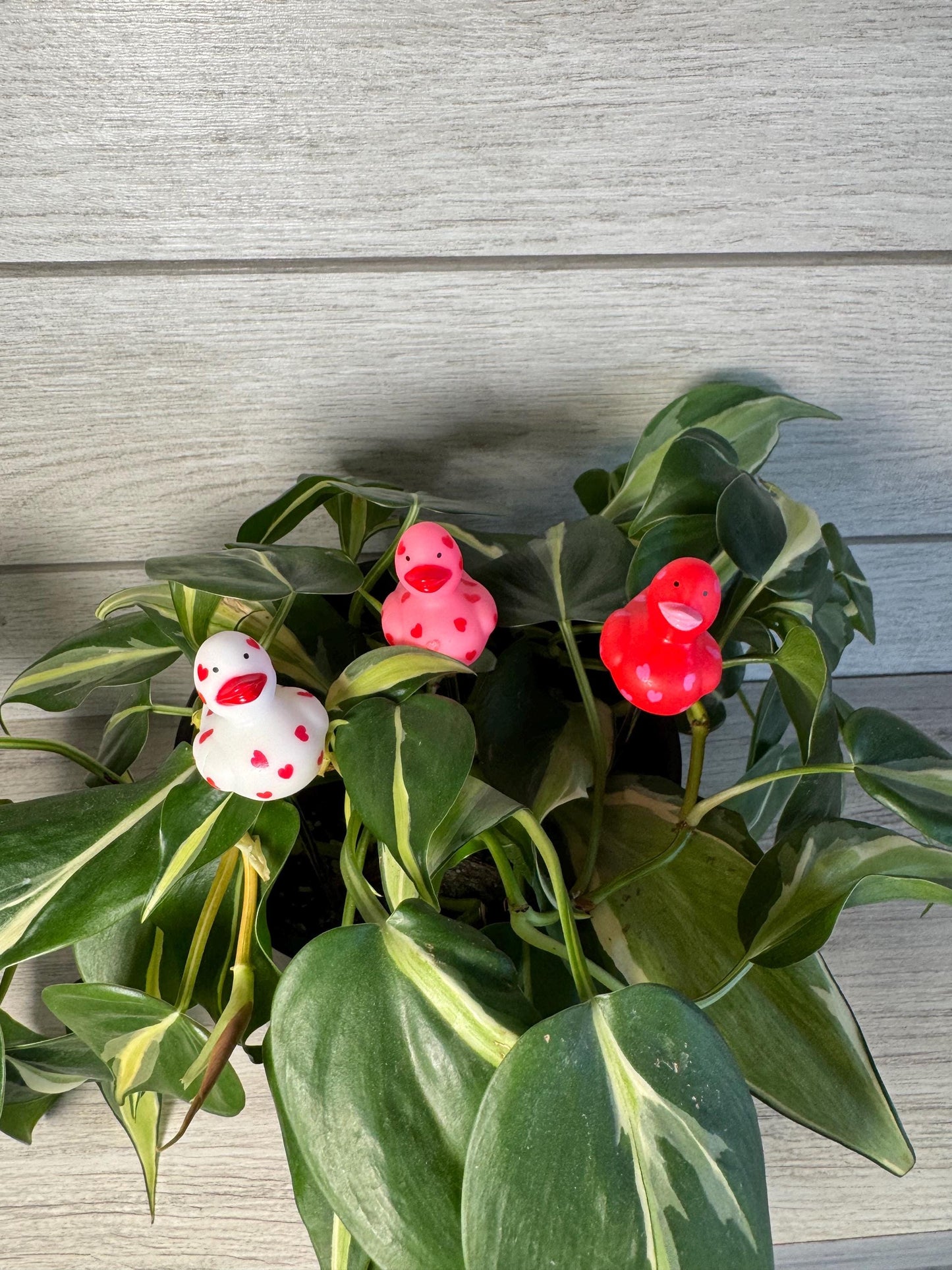 Plant Buddy - Valentines Day - Plant Stake 6" Plant Decoration