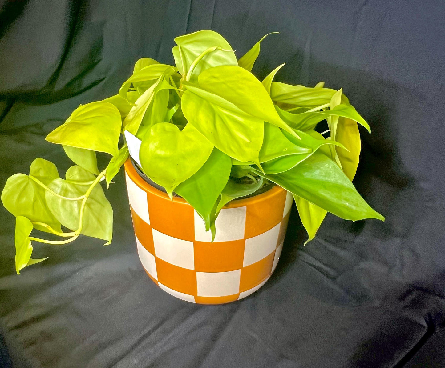 Lemon Lime Philodendron