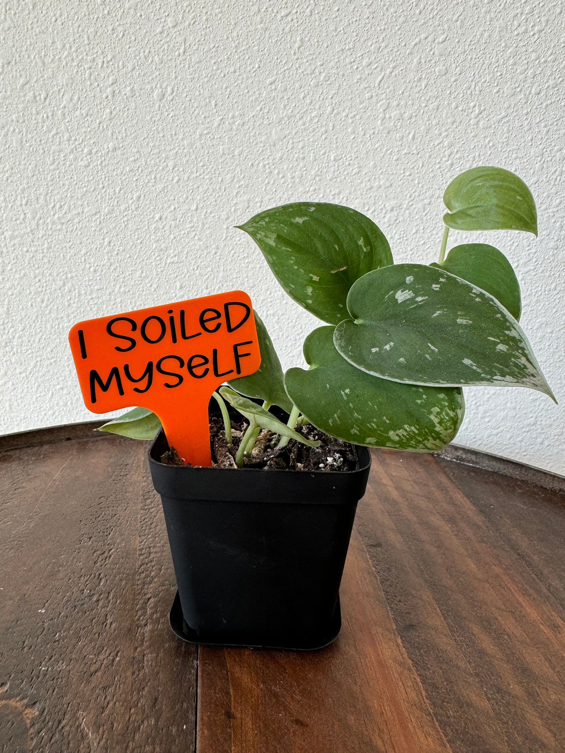 Funny Plant Stakes, Indoor Plant Markers, Plastic Plant Tags