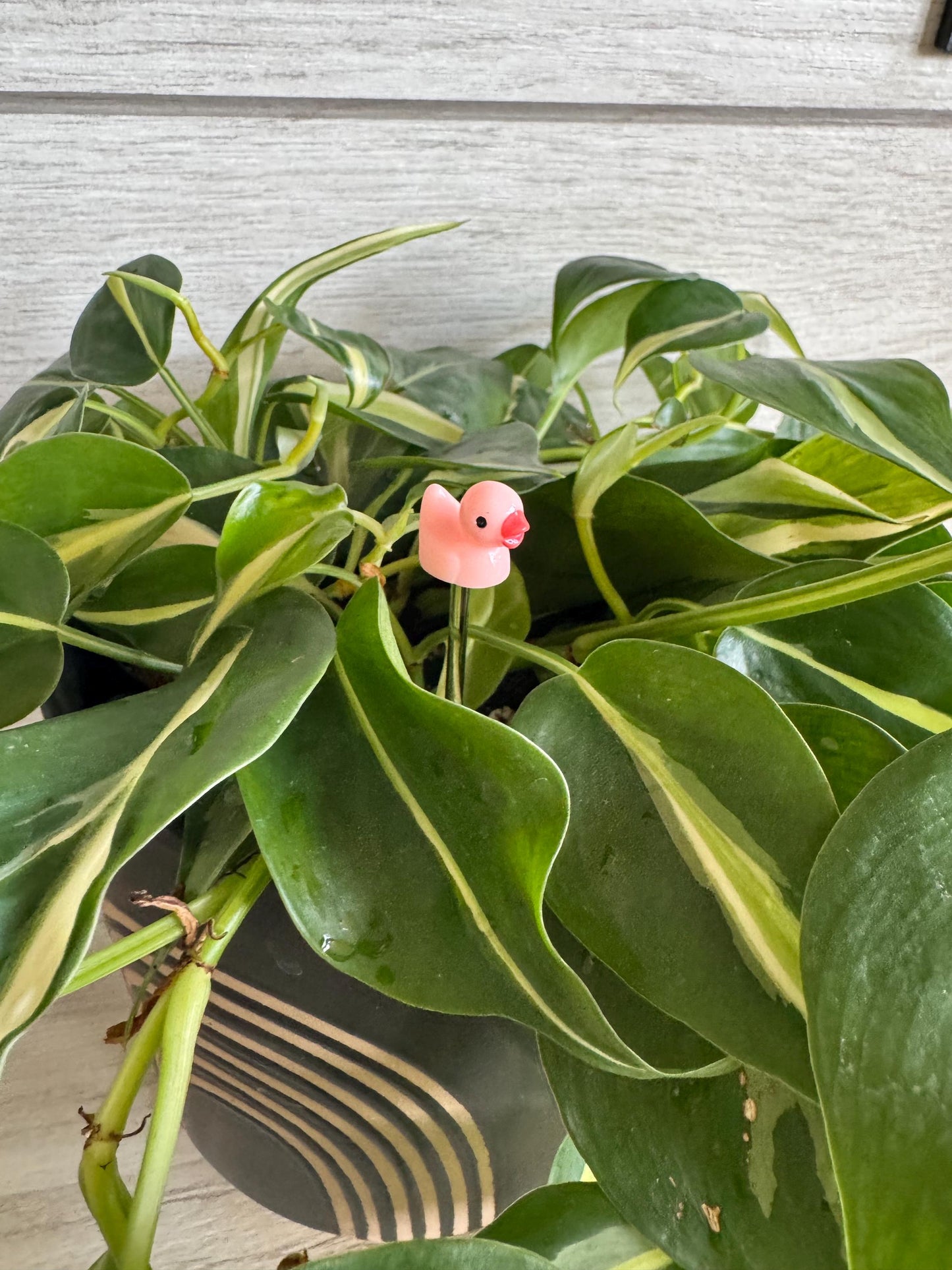 Plant Buddy Small Duck - Plant Stake 4” plant decoration