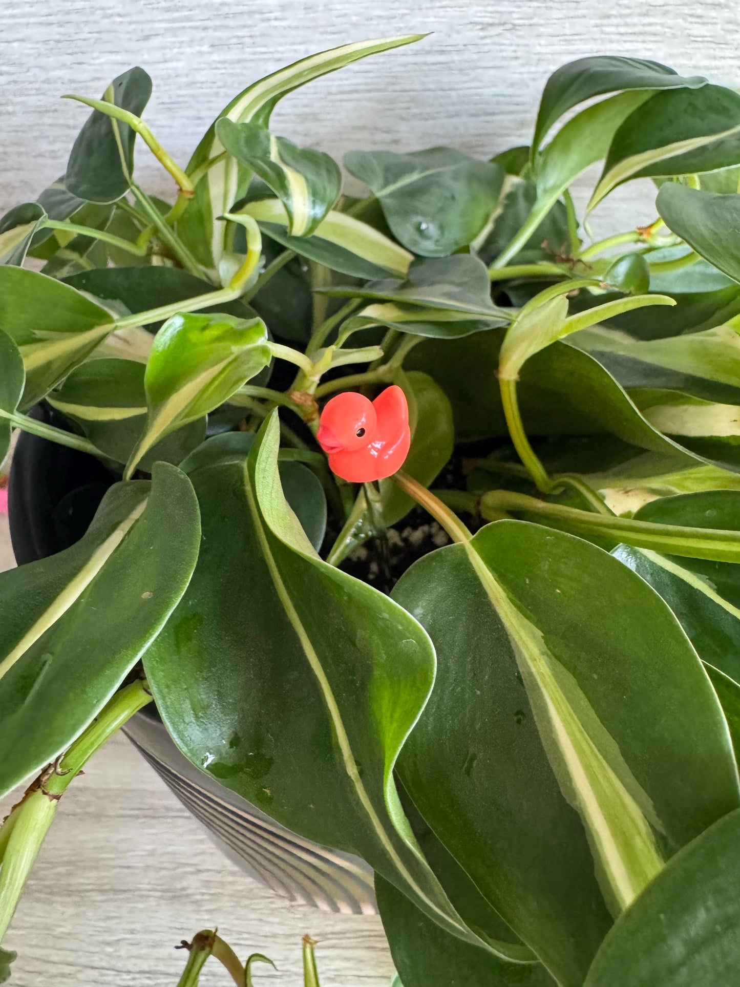 Plant Buddy Small Duck - Plant Stake 4” plant decoration
