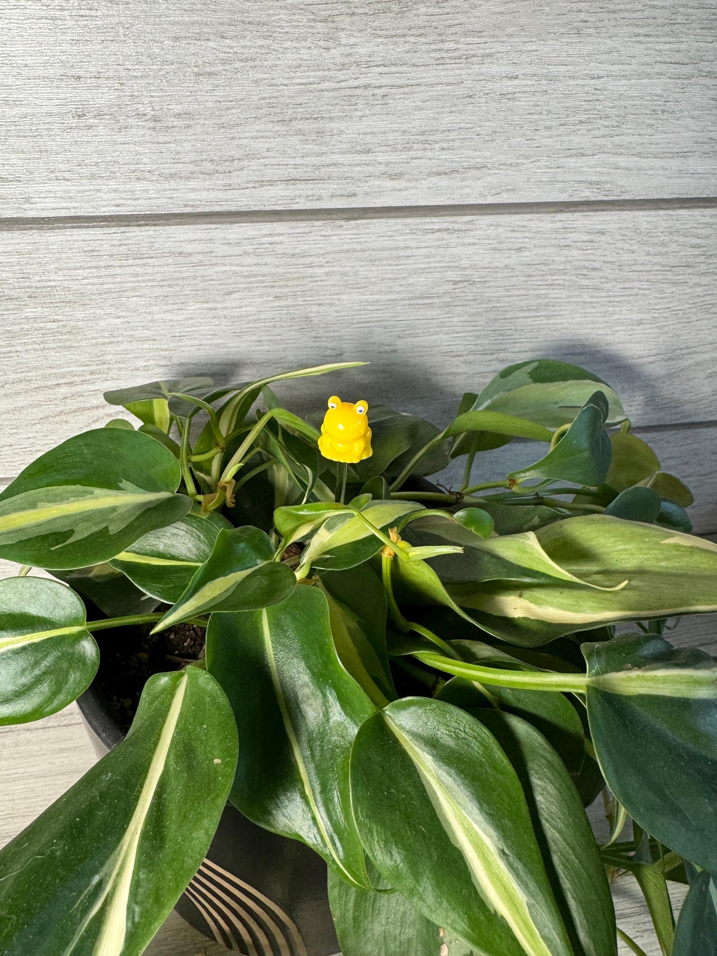 Plant Buddy - Frogs & Pigs - Plant Stake 6" Plant Decoration