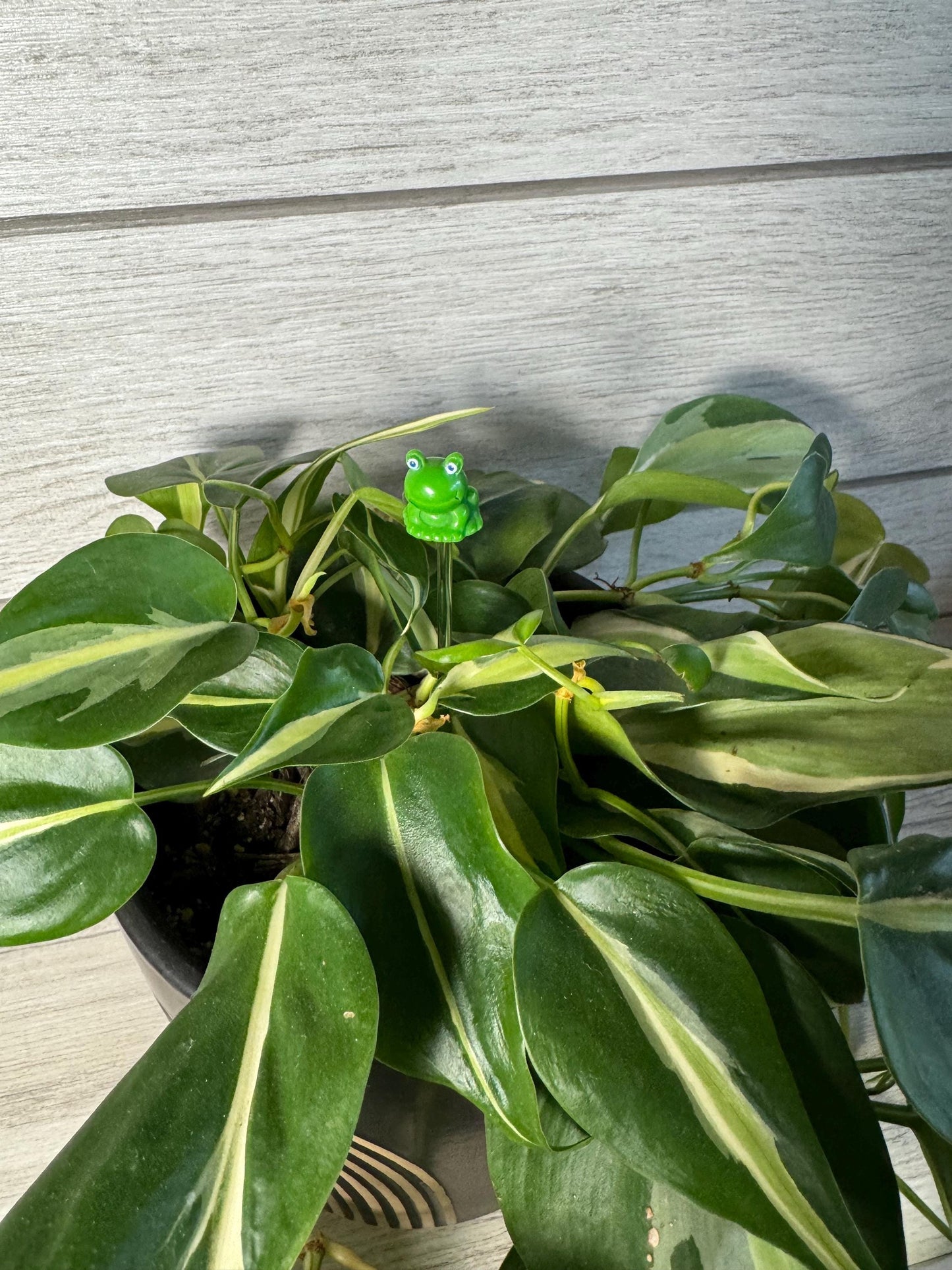 Plant Buddy - Frogs & Pigs - Plant Stake 6" Plant Decoration