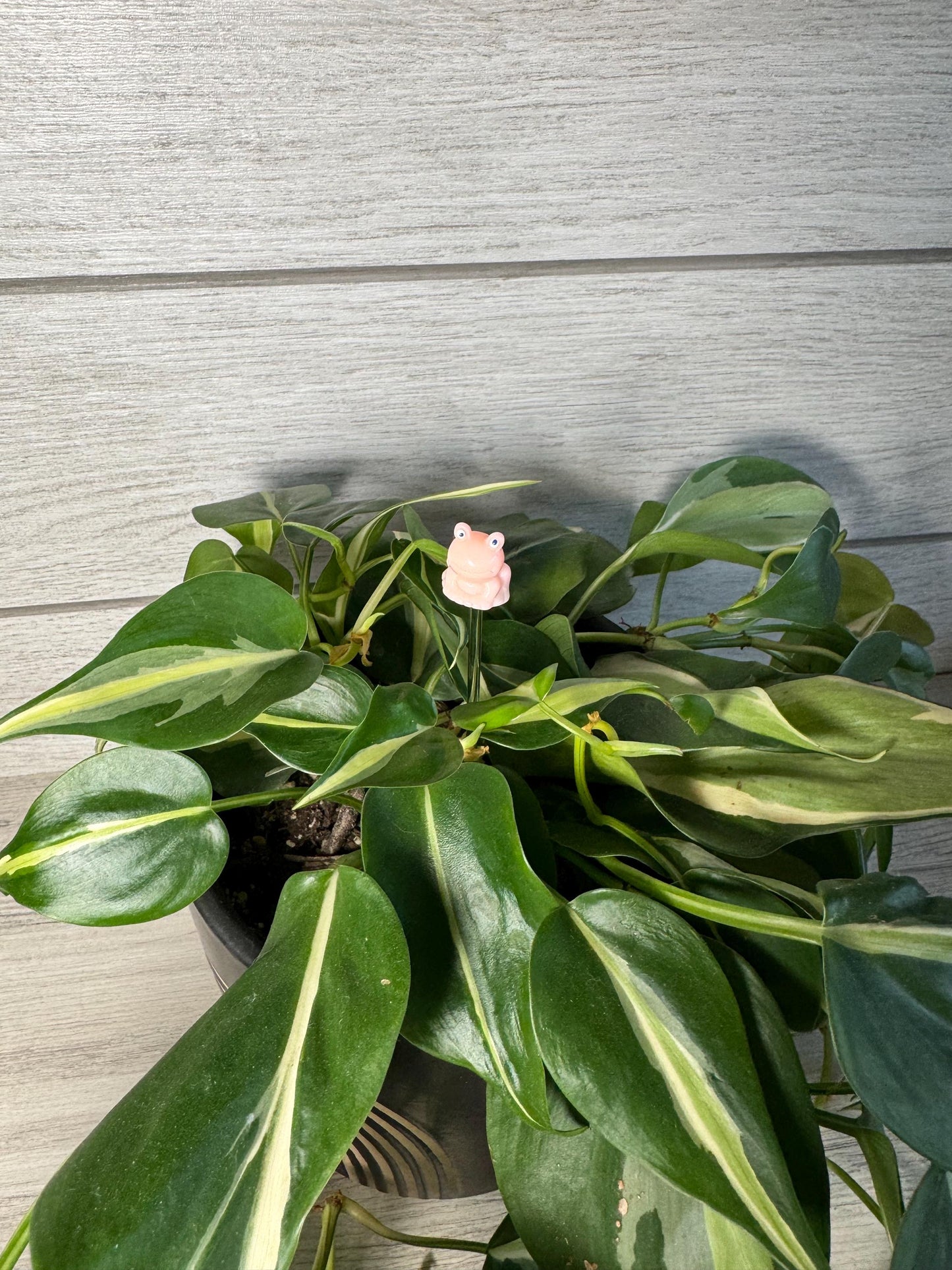 Plant Buddy - Frogs & Pigs - Plant Stake 6" Plant Decoration