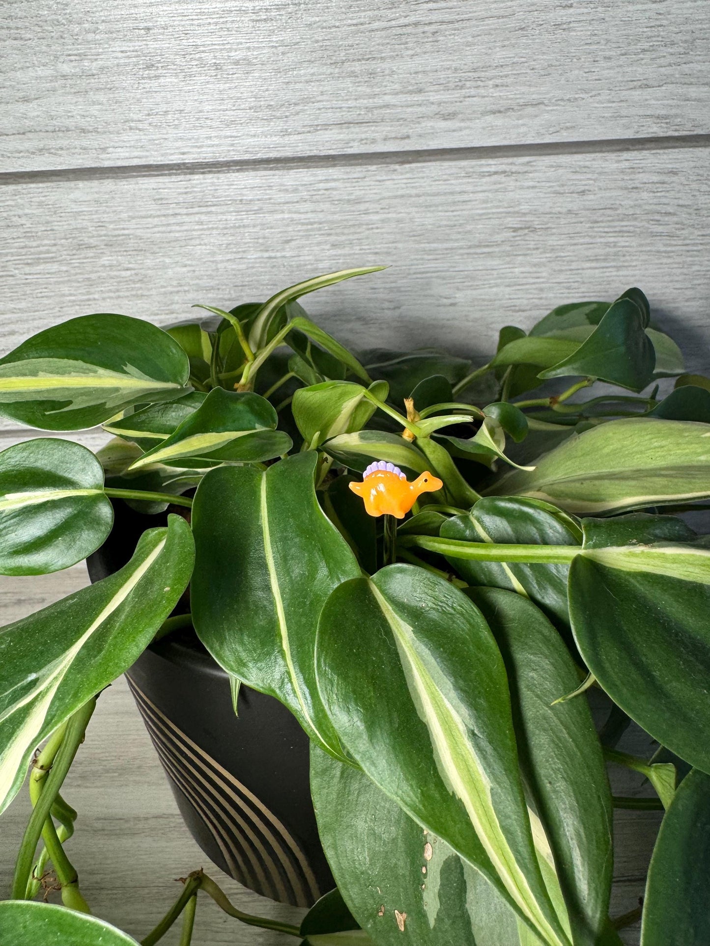 Plant Buddy - Small Dinosaurs & Chameleons - Plant Stake 4" Plant Decoration