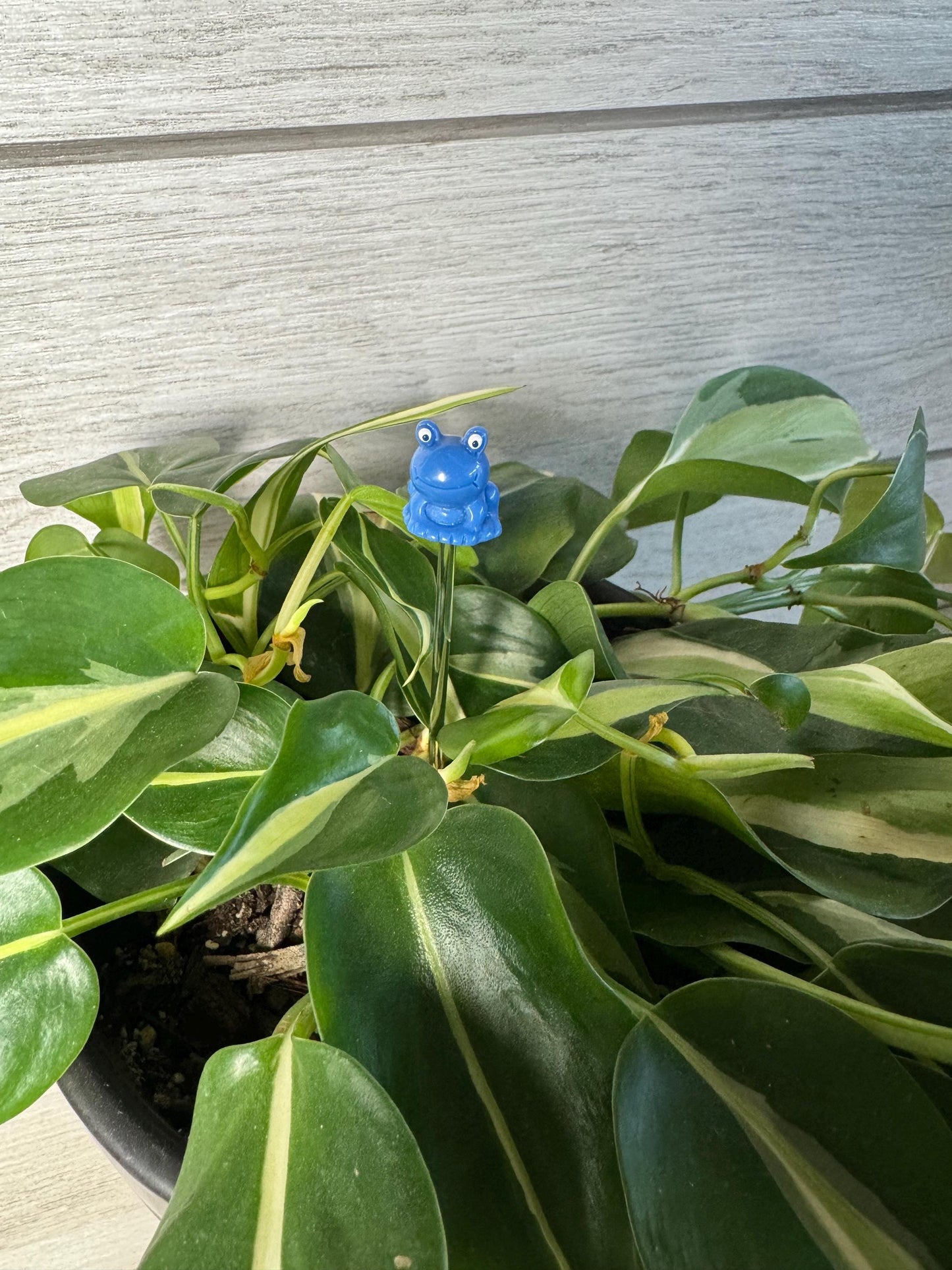Plant Buddy - Frogs & Pigs - Plant Stake 6" Plant Decoration