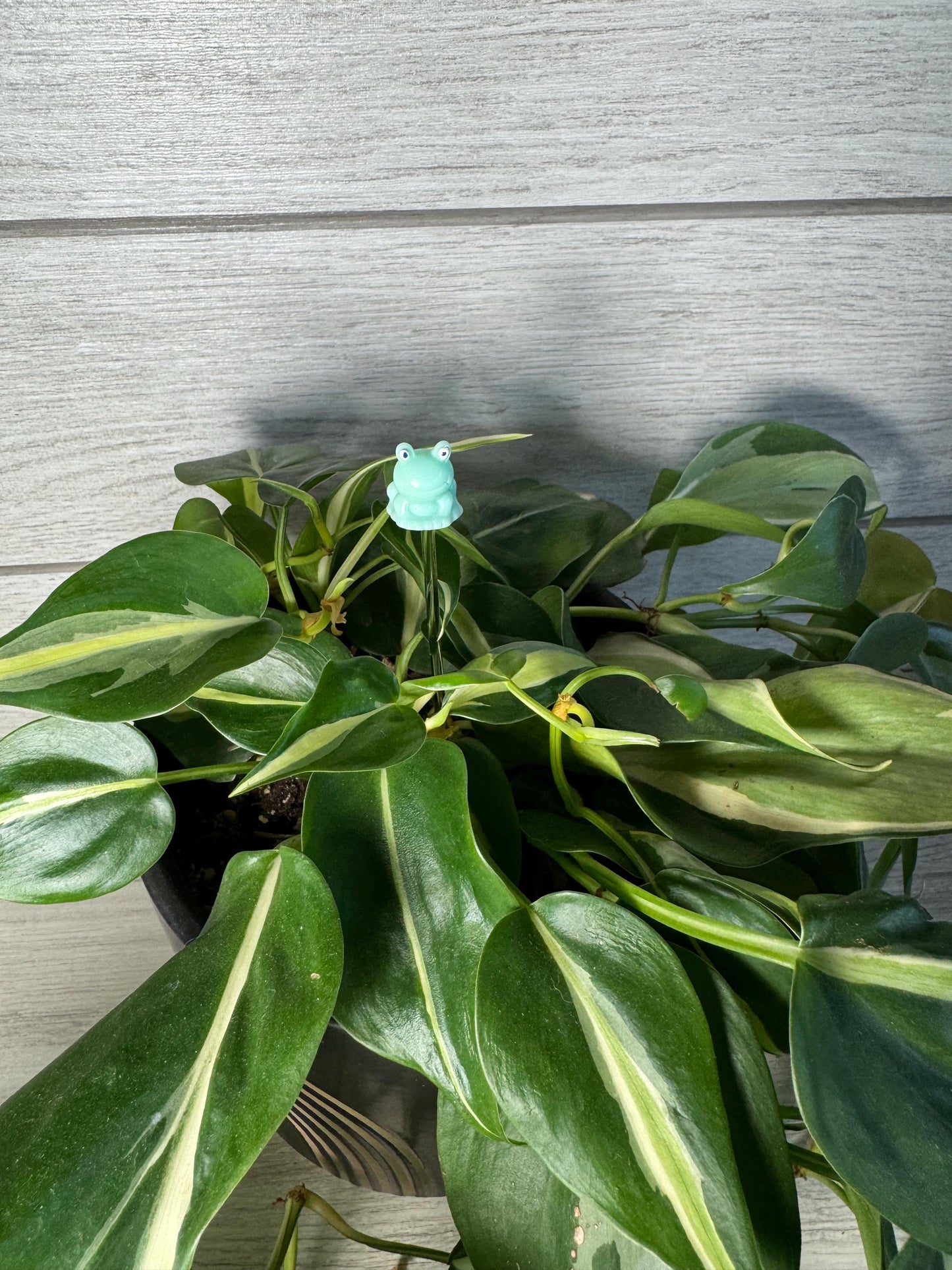 Plant Buddy - Frogs & Pigs - Plant Stake 6" Plant Decoration