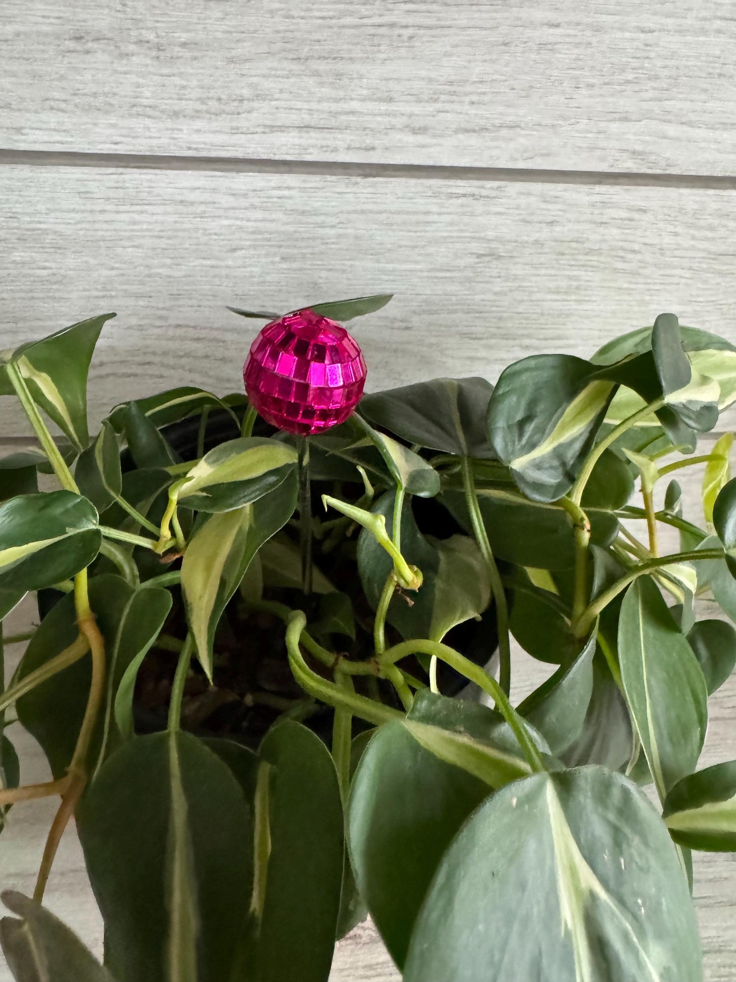 Plant Buddy - Disco Ball - Plant Stake 6" Plant Decoration