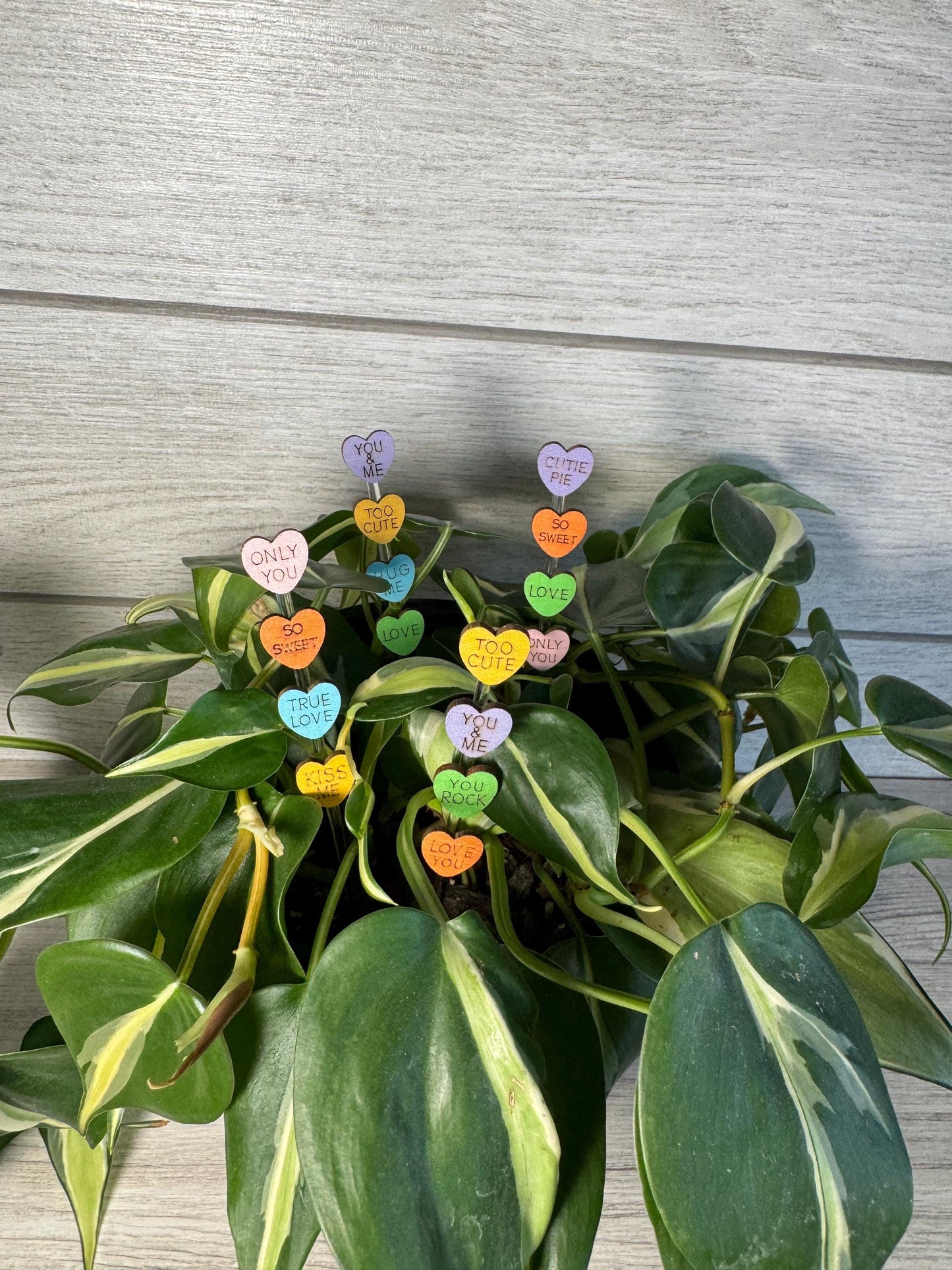 Plant Buddy - Valentines Day - Plant Stake 6" Plant Decoration