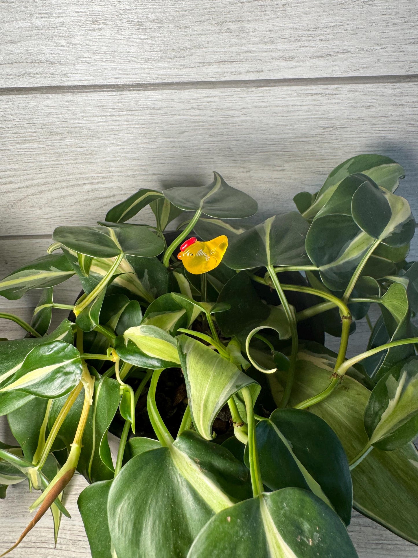 Plant Buddy - Chickens - Plant Stake 6" Plant Decoration