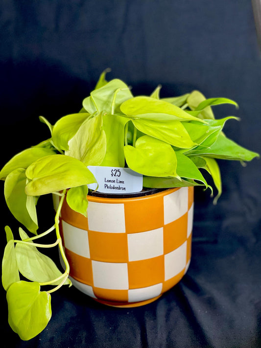 Lemon Lime Philodendron