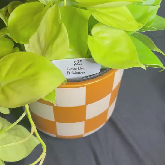 Lemon Lime Philodendron