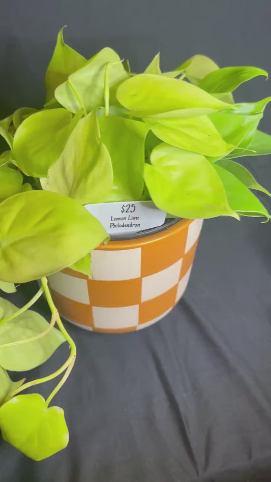 Lemon Lime Philodendron